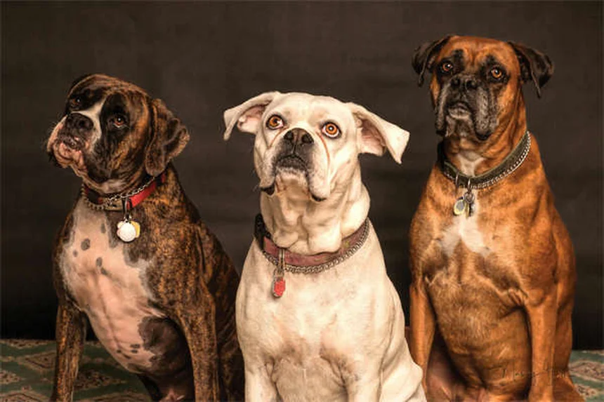 犬のうっ血性心不全末期症状、見逃せない3つの兆候と安楽死のタイミング