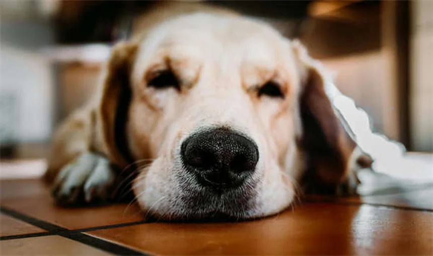 子犬の睡眠習慣の作り方、実体験から学ぶ3つのコツ