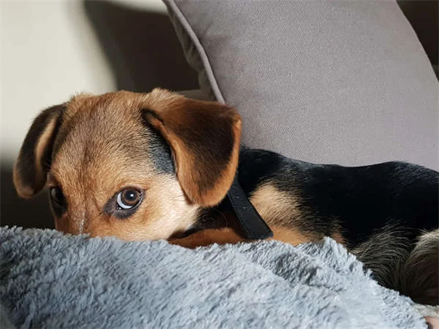 犬猫のリハビリテーション｜専門家が教える効果的な治療法7選