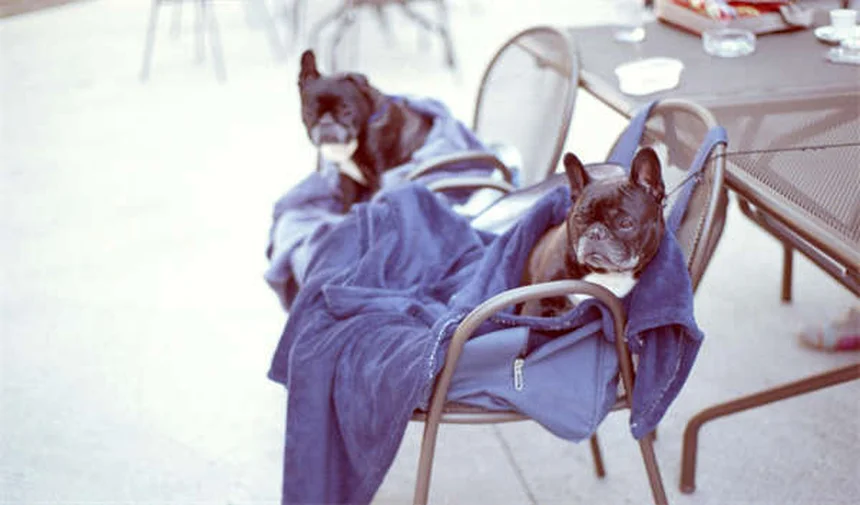 ペット可ホテルを選ぶ時に知っておきたい7つのポイント