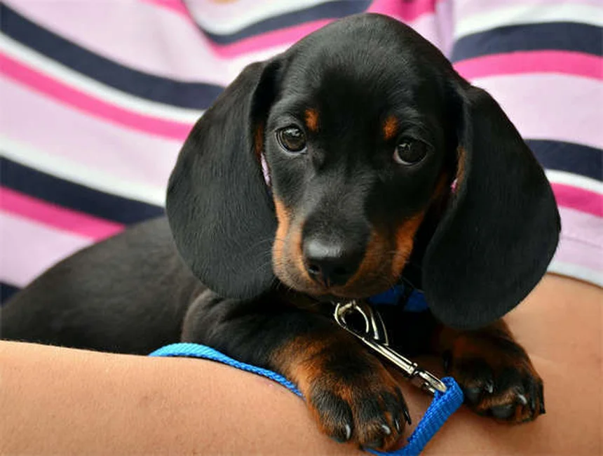 犬の健康を守る薬5選！獣医師が教える正しい使い方