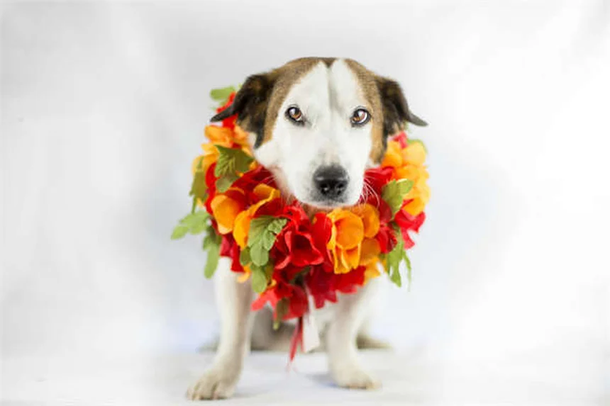 馬の腰痛の原因と治療法｜獣医師が教える早期発見のコツ