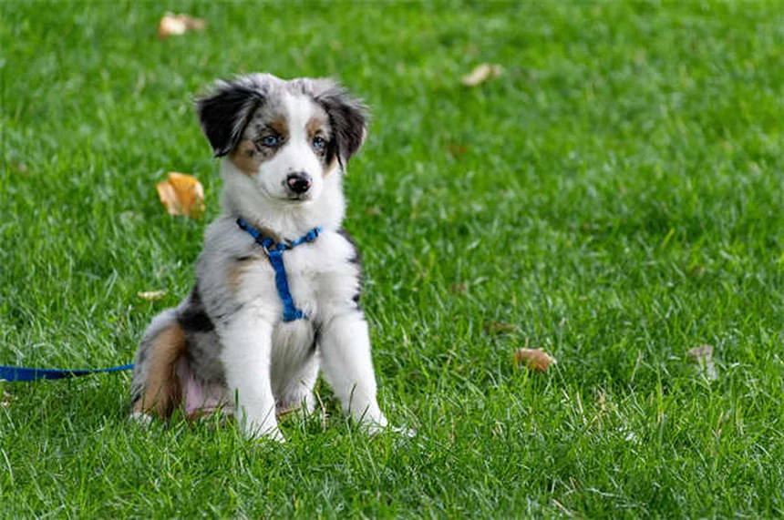犬の健康を守る薬5選！獣医師が教える正しい使い方