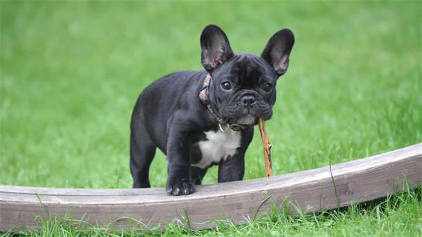 旅行中にペットが急病！愛犬・愛猫を守る7つの対策