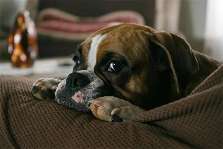 旅行中にペットが急病！愛犬・愛猫を守る7つの対策