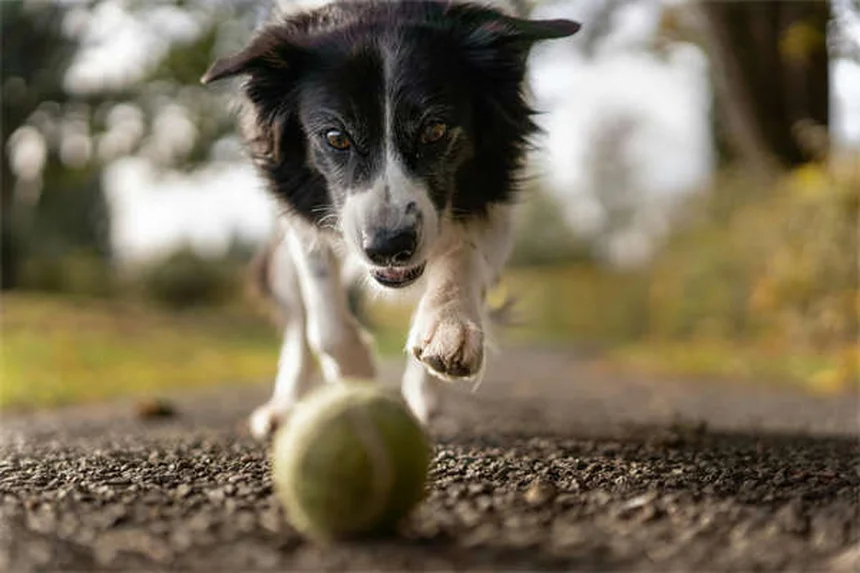 犬がカイロを食べた時の対処法｜緊急時に知っておきたい5つのポイント