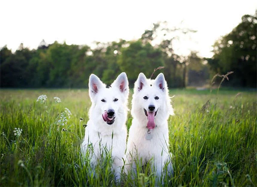 新生児の子犬が驚くほど可愛い12の理由【獣医師監修】