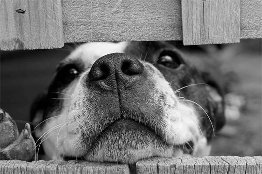 新生児の子犬が驚くほど可愛い12の理由【獣医師監修】