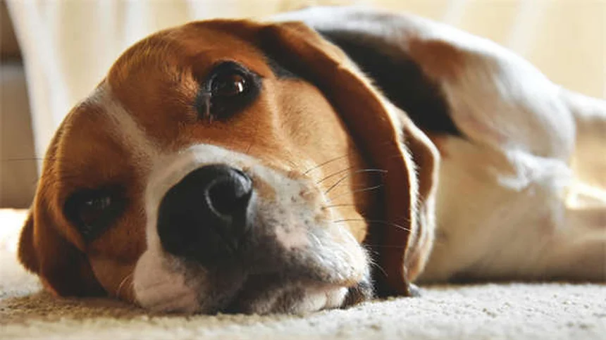 子犬のストラングルとは？症状・治療法を獣医が解説