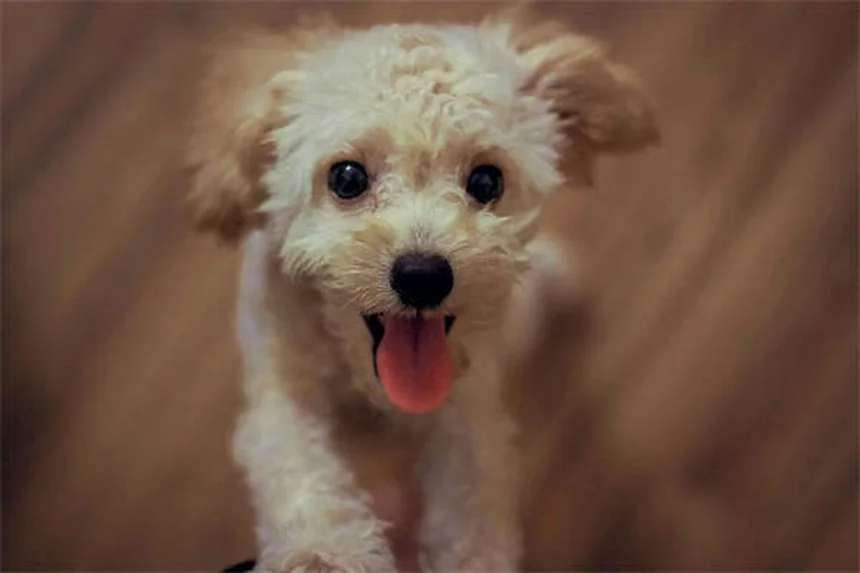 犬の不安症に効くブスピロンとは？効果や副作用を徹底解説