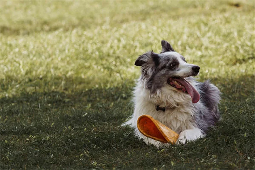 犬の不安症に効くブスピロンとは？効果や副作用を徹底解説