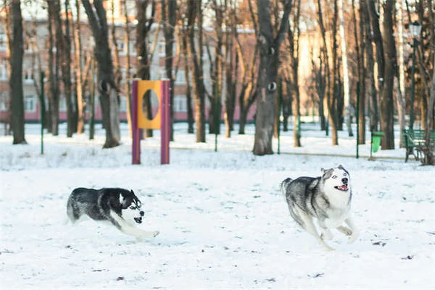 犬の正しい撫で方|初対面でも仲良くなれる7つのコツ