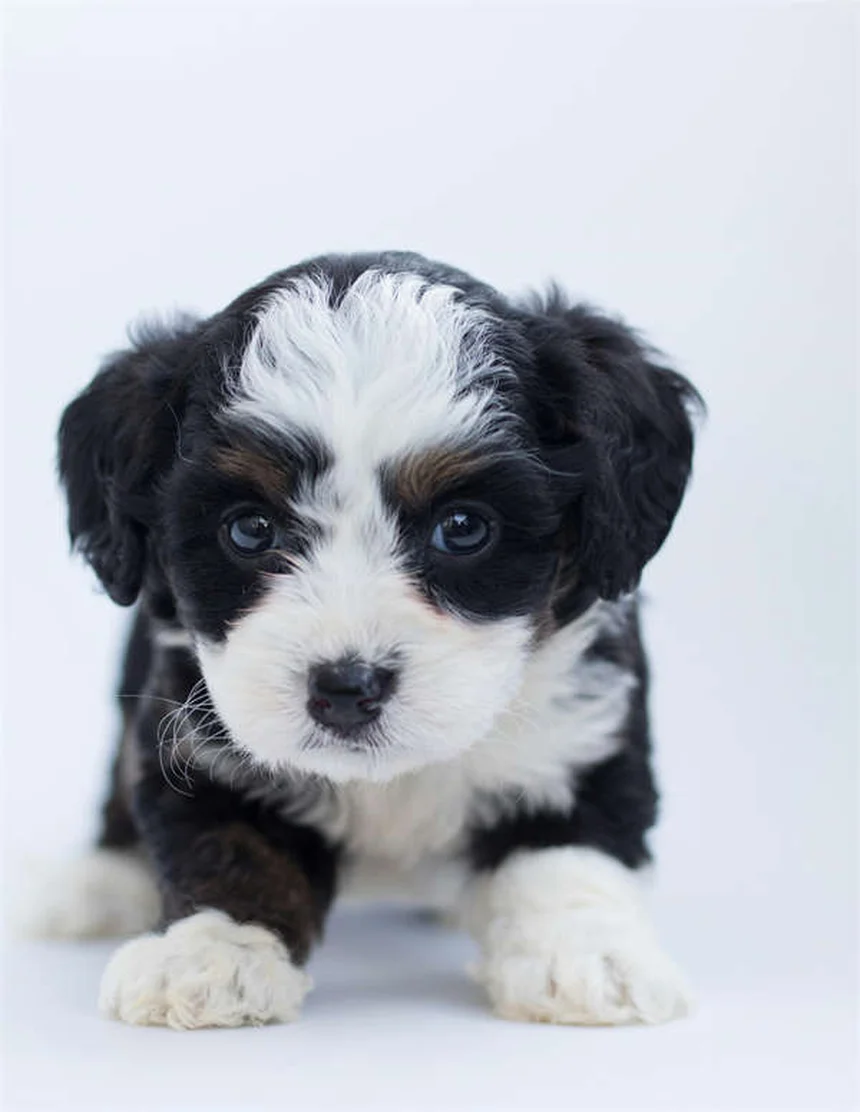 犬の逆くしゃみとは？原因と対処法を獣医が解説