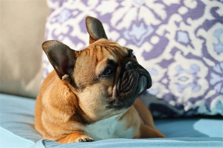 犬の逆くしゃみとは？原因と対処法を獣医が解説