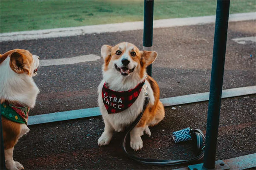 犬のダイエット成功法！獣医師おすすめの体重管理術