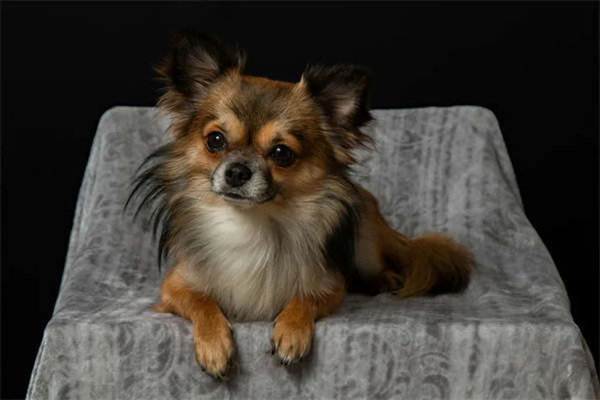 犬が血を吐いたら？緊急時に知っておくべき対処法5選