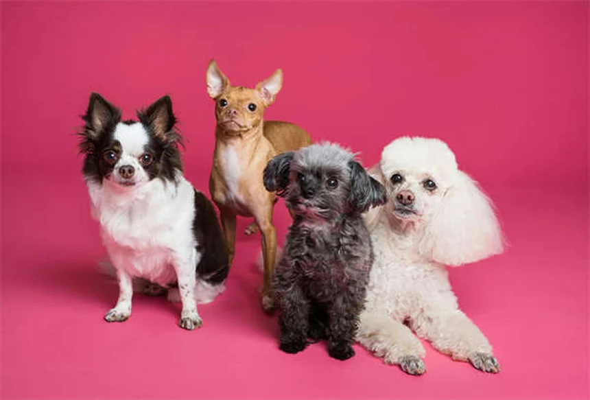 ボブキャットフィーバー症状と予防法、飼い主が知るべき5つのポイント