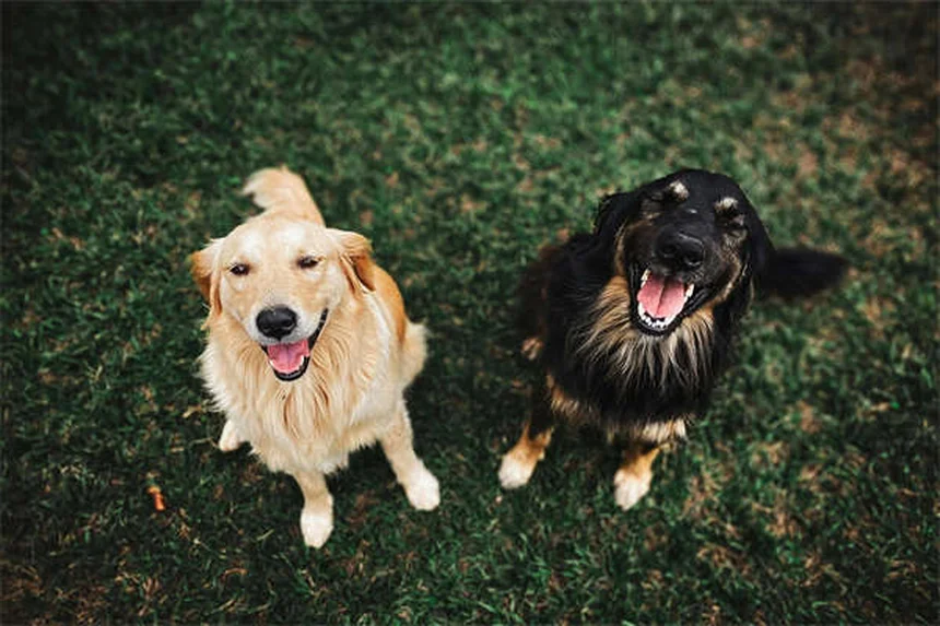 犬用コデインの効果は低い？リスクと代替薬を獣医師が解説