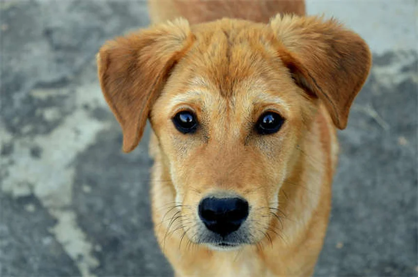 馬のアフラトキシン中毒を防ぐ！飼料管理でできる実践法