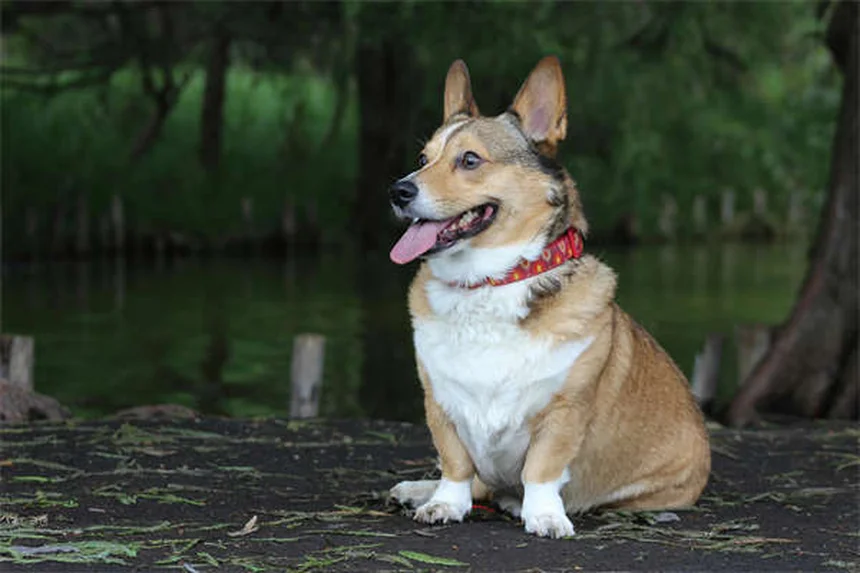 パルボウイルス回復犬の譲渡後に気をつけること