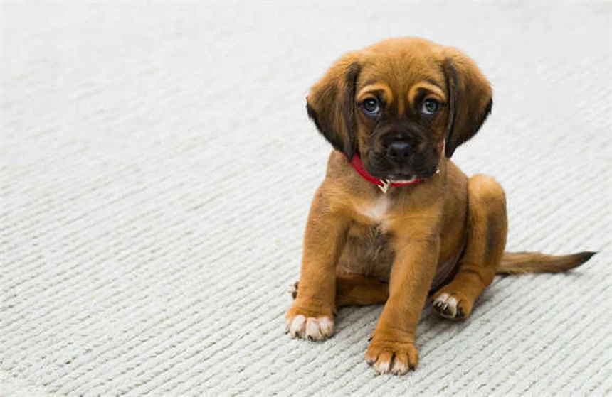 パルボウイルス回復犬の譲渡後に気をつけること