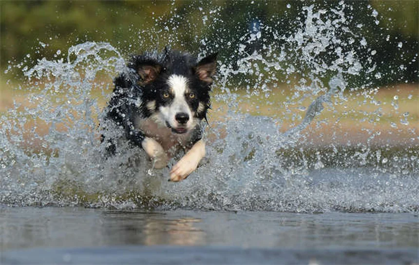 パルボウイルス回復犬の譲渡後に気をつけること